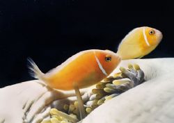 A couple of anemonefish from Palau by Andy Lerner 